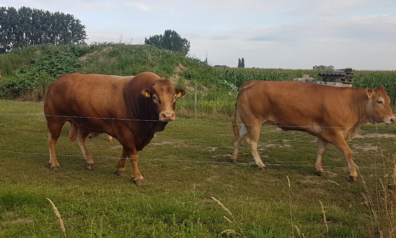 fokstier en vaarzen