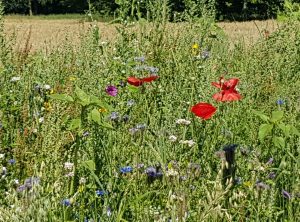 klaprozen in het veld